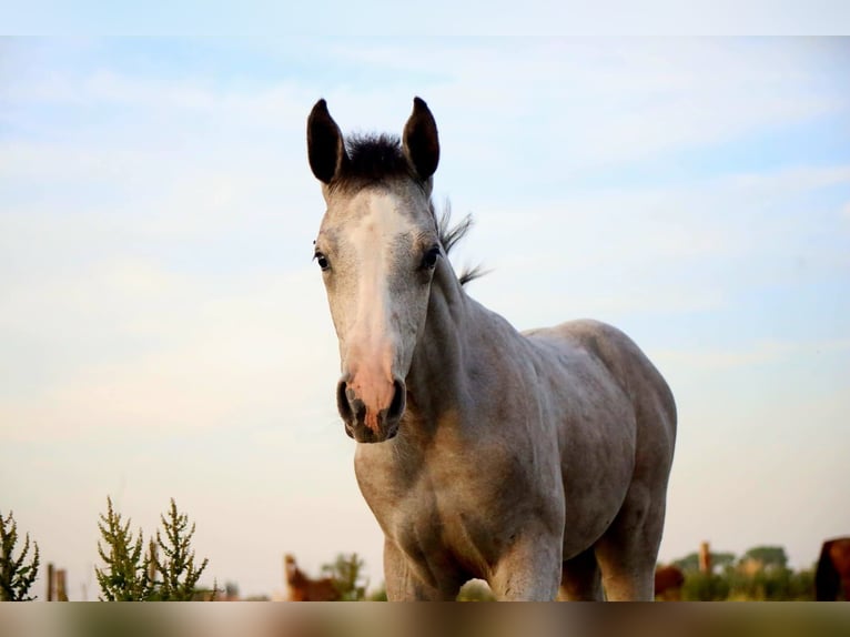 Belgisches Warmblut Hengst Fohlen (04/2026) Schimmel in Kaulille