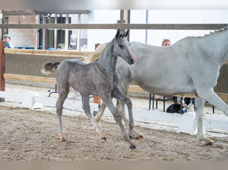 Belgisches Warmblut Hengst Fohlen (04/2026) Schimmel in Kaulille