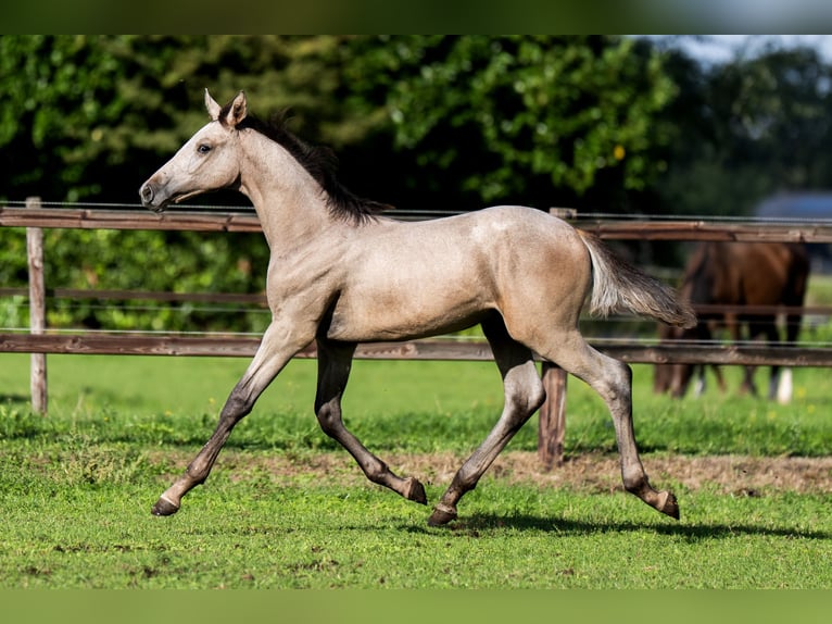 Belgisches Warmblut Hengst Fohlen (04/2026) Schimmel in Nieuwleusen