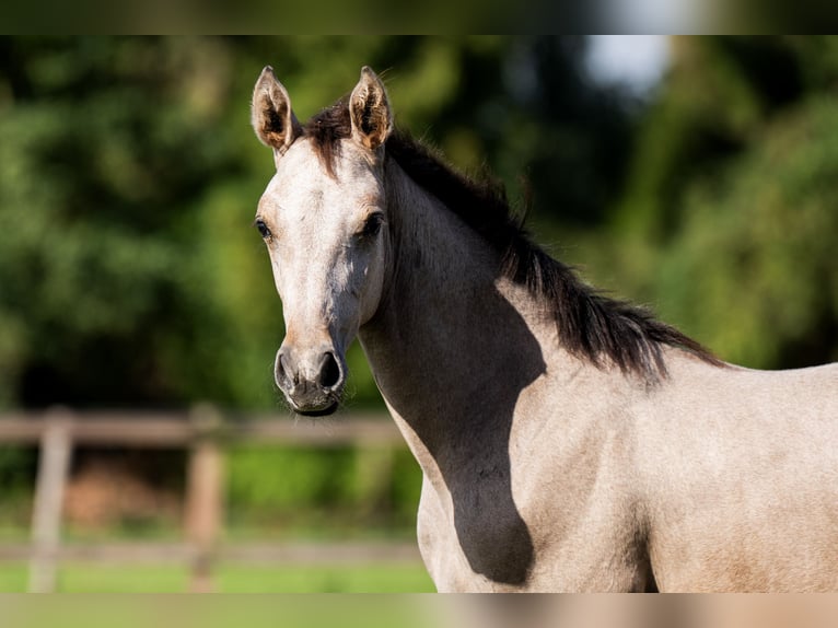 Belgisches Warmblut Hengst Fohlen (04/2026) Schimmel in Nieuwleusen