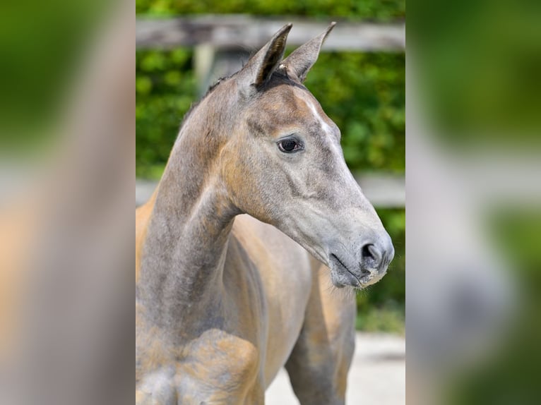 Belgisches Warmblut Hengst Fohlen (05/2024) Schimmel in Oud-Heverlee