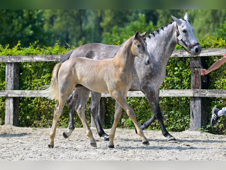 Belgisches Warmblut Hengst Fohlen (05/2024) Schimmel in Oud-Heverlee