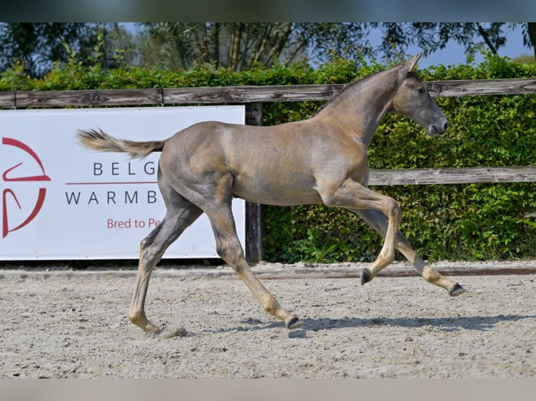 Belgisches Warmblut Hengst Fohlen (05/2024) Schimmel in Oud-Heverlee