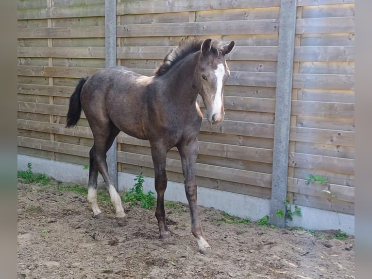 Belgisches Warmblut Hengst Fohlen (05/2025) Schimmel in Runkelen