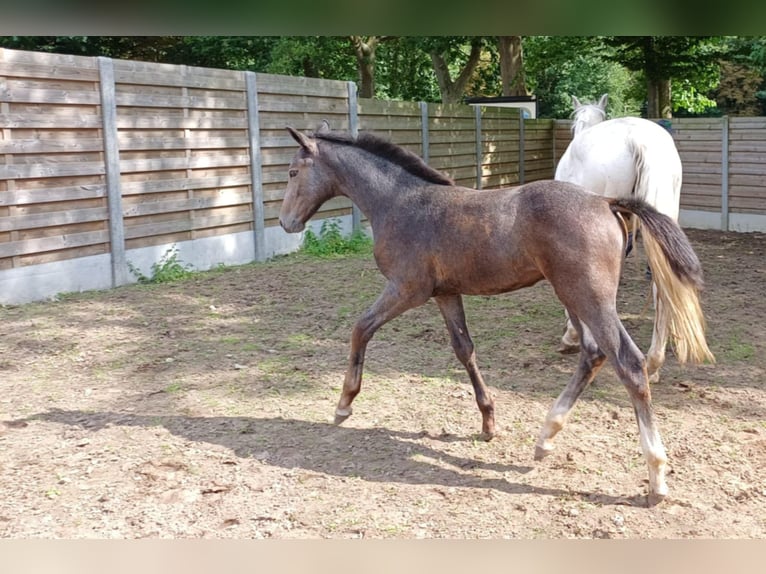 Belgisches Warmblut Hengst Fohlen (05/2025) Schimmel in Runkelen