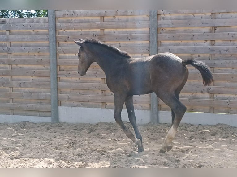 Belgisches Warmblut Hengst Fohlen (05/2025) Schimmel in Runkelen