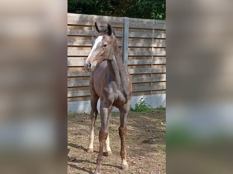 Belgisches Warmblut Hengst Fohlen (05/2025) Schimmel in Runkelen