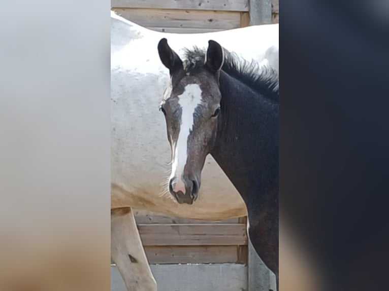Belgisches Warmblut Hengst Fohlen (05/2025) Schimmel in Runkelen