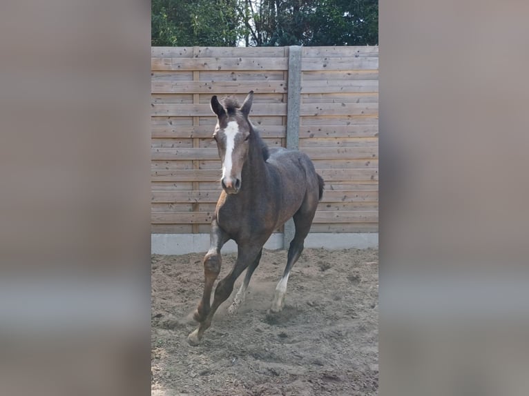Belgisches Warmblut Hengst Fohlen (05/2025) Schimmel in Runkelen