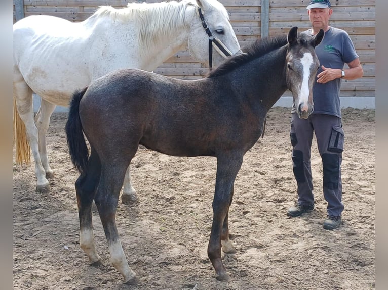 Belgisches Warmblut Hengst Fohlen (05/2025) Schimmel in Runkelen