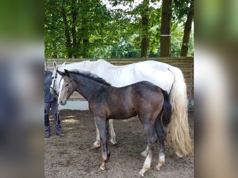 Belgisches Warmblut Hengst Fohlen (05/2025) Schimmel in Runkelen