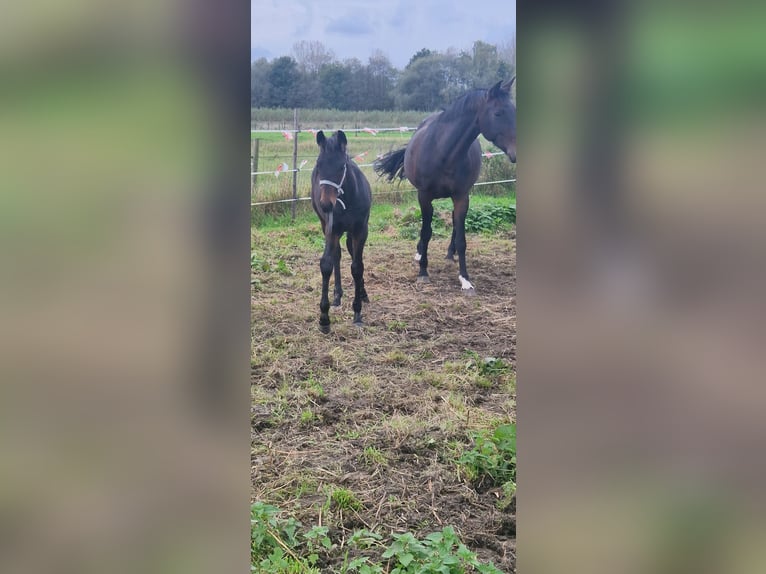 Belgisches Warmblut Hengst Fohlen (07/2024) Schwarzbrauner in Puurs