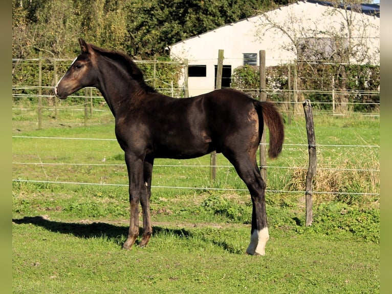 Belgisches Warmblut Hengst Fohlen (06/2024) Schwarzbrauner in Ranst