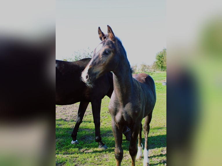 Belgisches Warmblut Hengst Fohlen (06/2024) Schwarzbrauner in Ranst