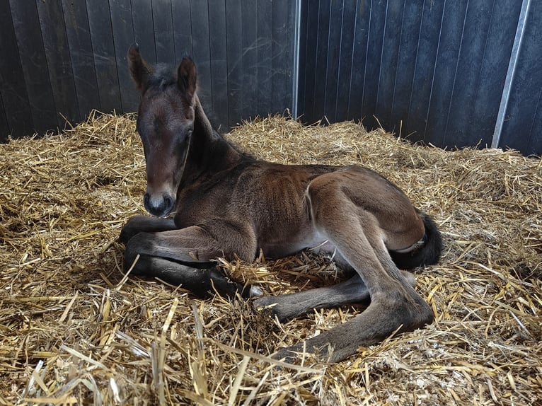 Belgisches Warmblut Hengst  Schwarzbrauner in Zandhoven