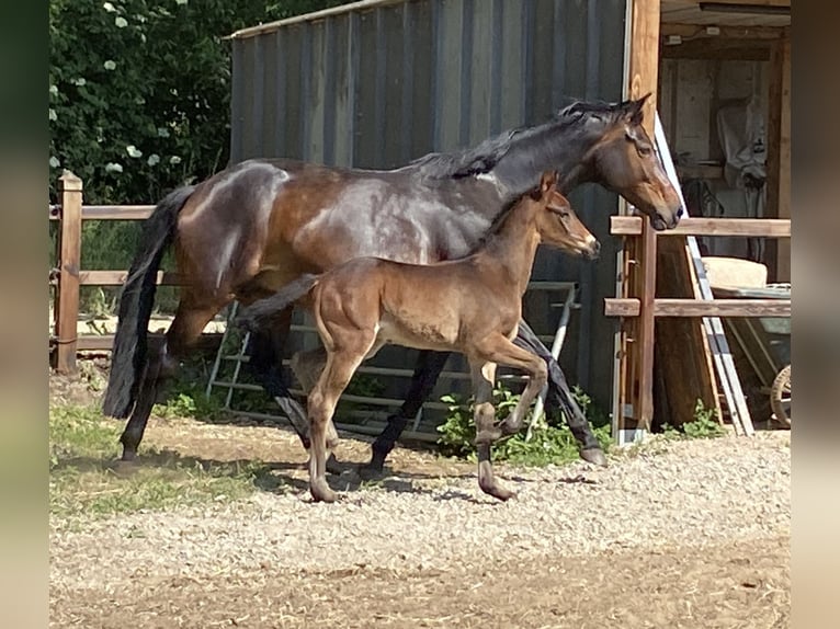 Belgisches Warmblut Hengst  Schwarzbrauner in Zandhoven