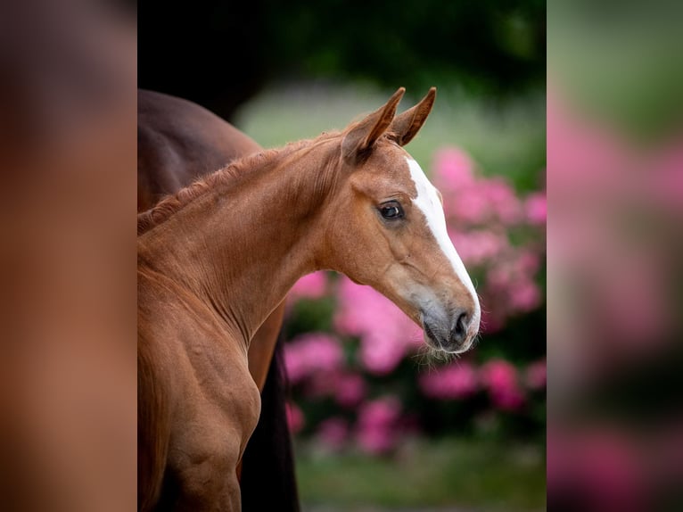 Belgisches Warmblut Hengst Fohlen (05/2025) in Babor&#xF3;wko