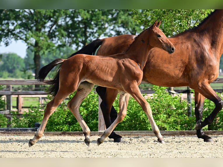 Belgisches Warmblut Hengst Fohlen (04/2026)  in Bladel