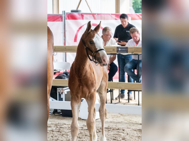 Belgisches Warmblut Hengst Fohlen (05/2026)  in GROTE-BROGEL