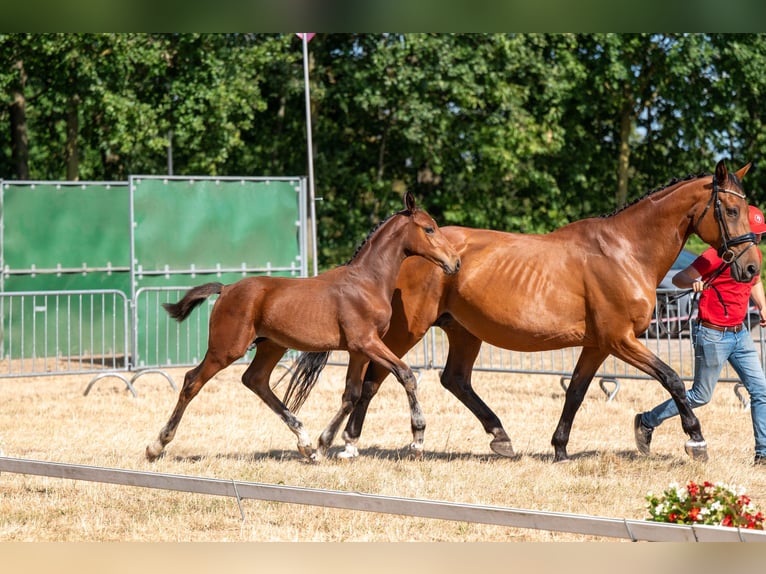 Belgisches Warmblut Hengst Fohlen (04/2026)  in Kaulille