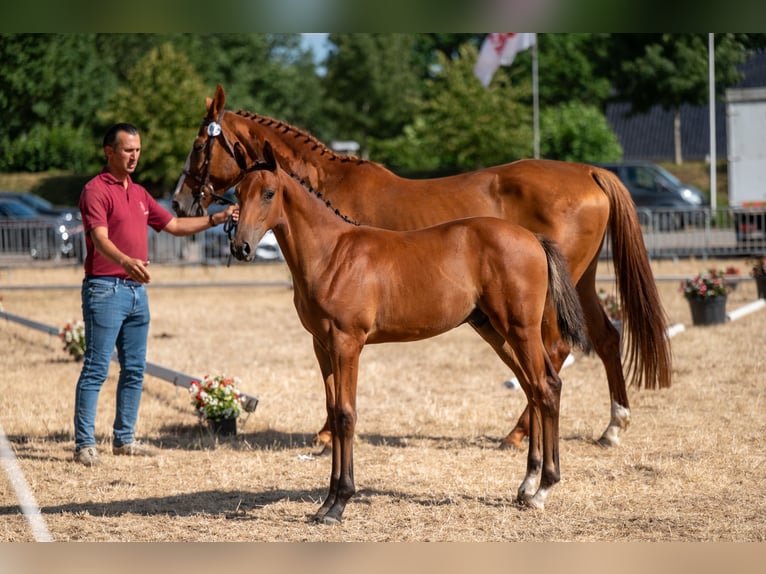 Belgisches Warmblut Hengst Fohlen (04/2026)  in Kaulille
