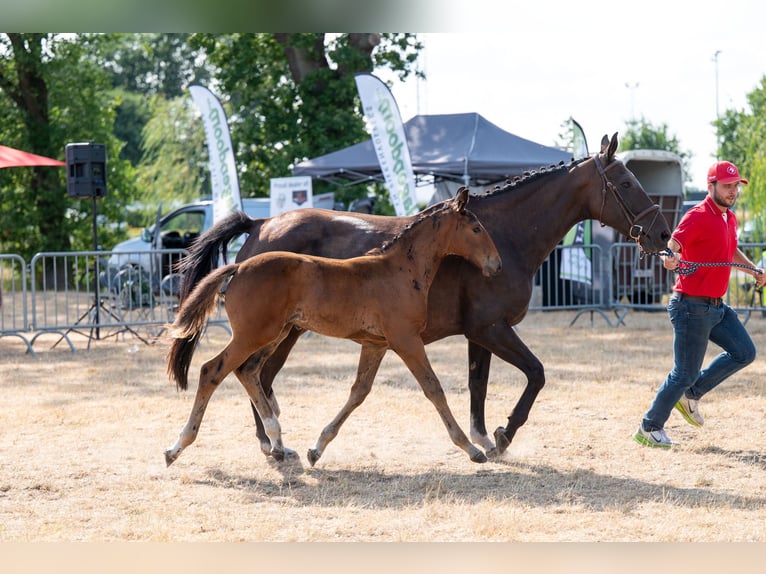 Belgisches Warmblut Hengst Fohlen (05/2026)  in Kaulille
