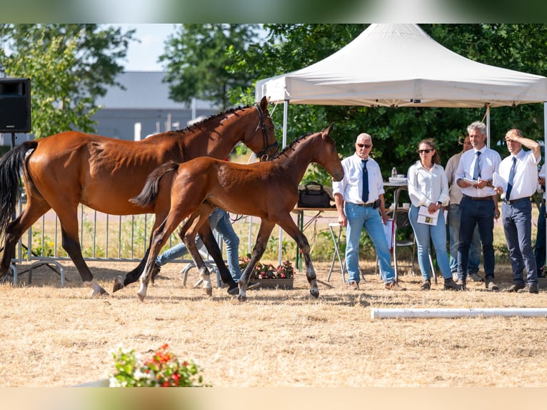 Belgisches Warmblut Hengst Fohlen (04/2026)  in Kaulille