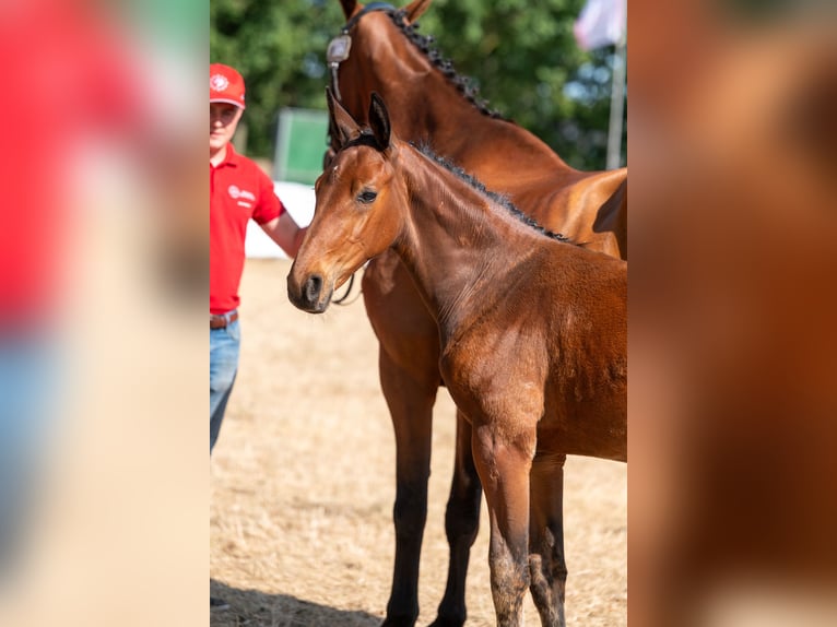 Belgisches Warmblut Hengst Fohlen (04/2026)  in Kaulille