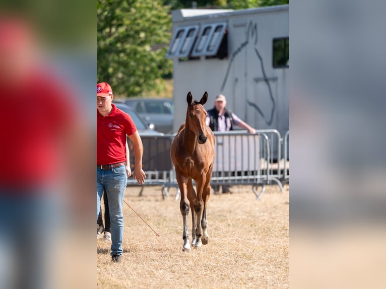 Belgisches Warmblut Hengst Fohlen (04/2026)  in Kaulille