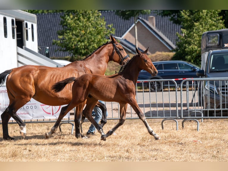 Belgisches Warmblut Hengst Fohlen (04/2026)  in Kaulille