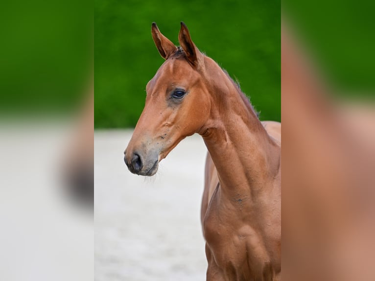 Belgisches Warmblut Hengst Fohlen (04/2026)  in Kaulille