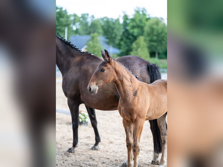 Belgisches Warmblut Hengst Fohlen (05/2026)  in Kaulille