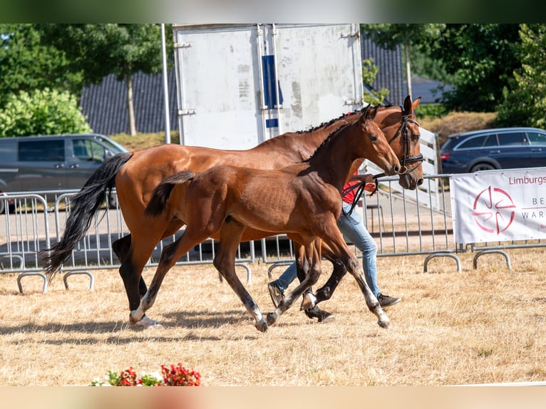 Belgisches Warmblut Hengst Fohlen (04/2026)  in Kaulille