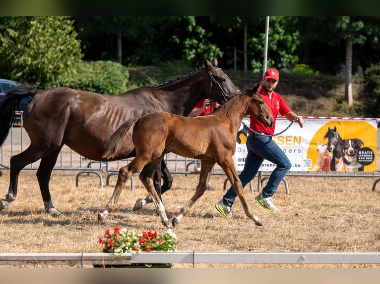 Belgisches Warmblut Hengst Fohlen (05/2026)  in Kaulille