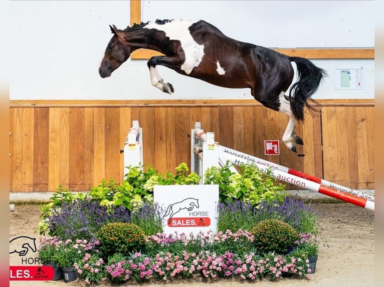 Belgisches Warmblut Hengst Fohlen (05/2026)  in Kaulille