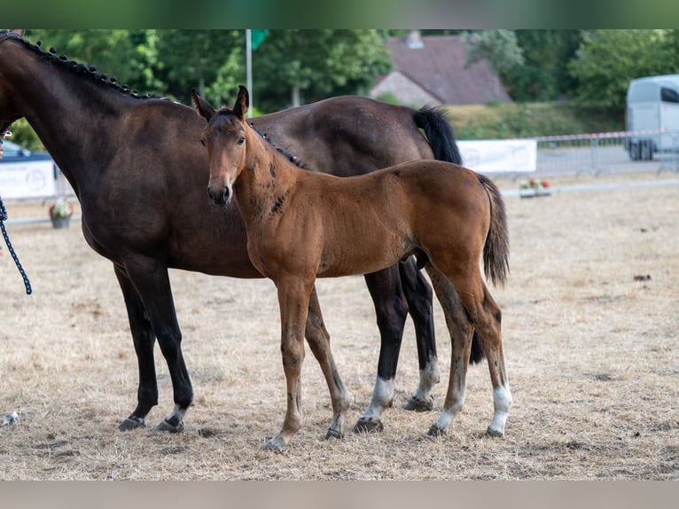 Belgisches Warmblut Hengst Fohlen (05/2026)  in Kaulille
