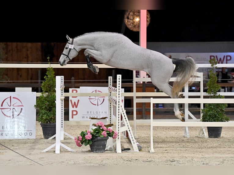 Belgisches Warmblut Hengst in Lemwerder