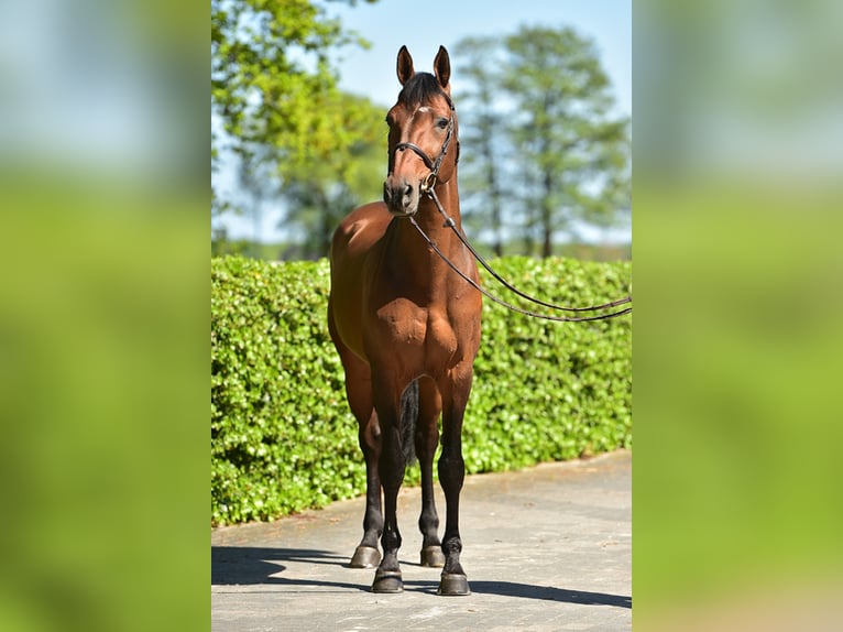 Belgisches Warmblut Hengst in Lemwerder