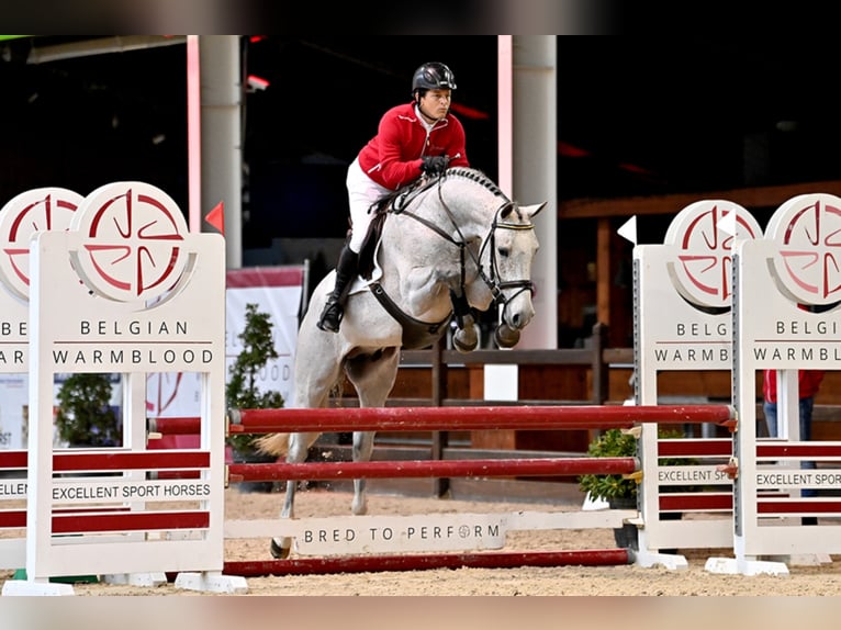 Belgisches Warmblut Hengst in Lemwerder
