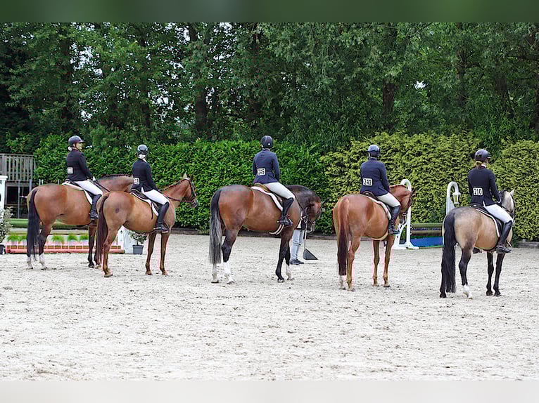 Belgisches Warmblut Stute 10 Jahre 161 cm Dunkelfuchs in Kuurne