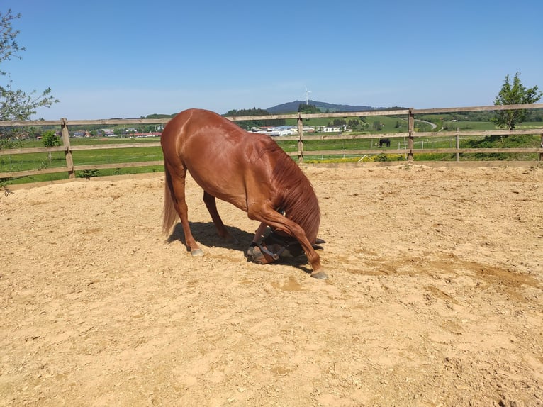 Belgisches Warmblut Mix Stute 10 Jahre 161 cm Fuchs in Peiting