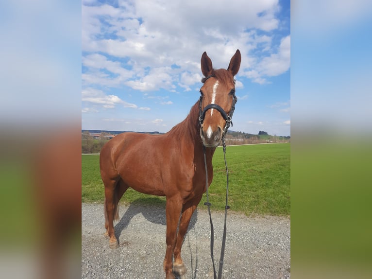 Belgisches Warmblut Mix Stute 10 Jahre 161 cm Fuchs in Peiting