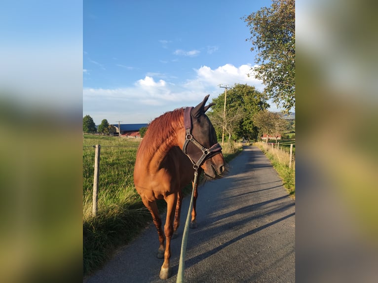Belgisches Warmblut Mix Stute 10 Jahre 161 cm Fuchs in Peiting