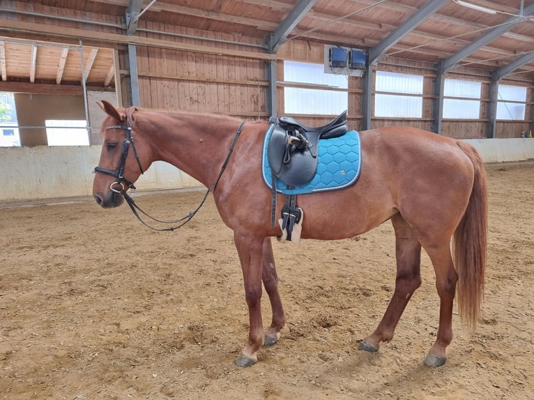 Belgisches Warmblut Mix Stute 10 Jahre 161 cm Fuchs in Peiting