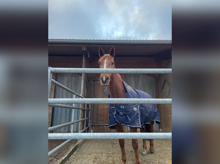 Belgisches Warmblut Mix Stute 10 Jahre 161 cm Fuchs in Peiting