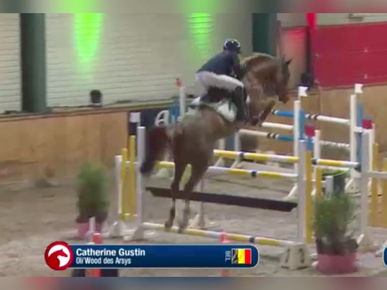 Belgisches Warmblut Stute 10 Jahre 162 cm Dunkelfuchs in Forville