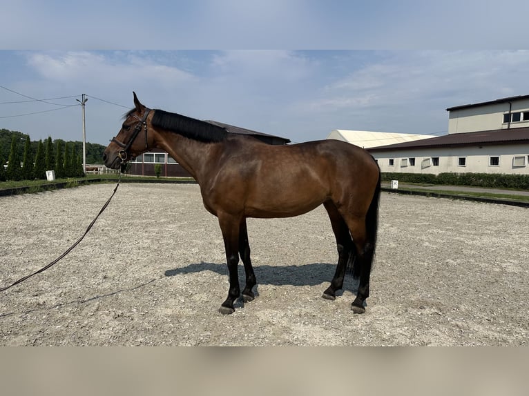 Belgisches Warmblut Stute 10 Jahre 164 cm Rotbrauner in Brovary