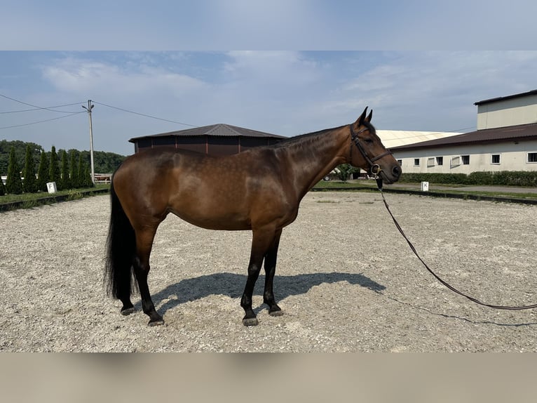 Belgisches Warmblut Stute 10 Jahre 164 cm Rotbrauner in Brovary