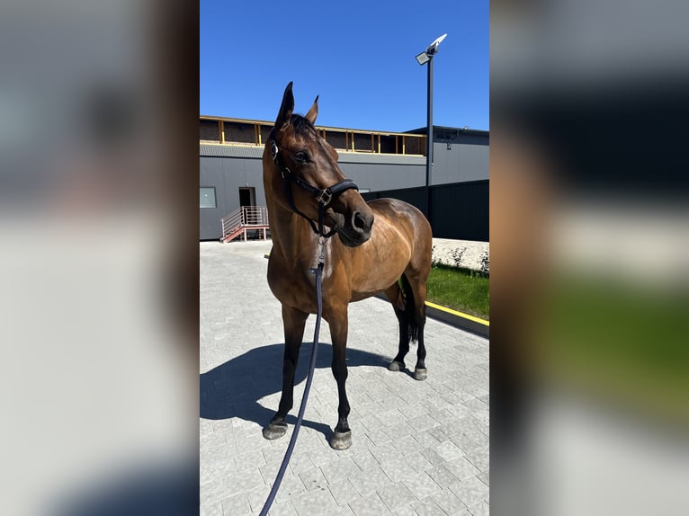 Belgisches Warmblut Stute 10 Jahre 164 cm Rotbrauner in Brovary