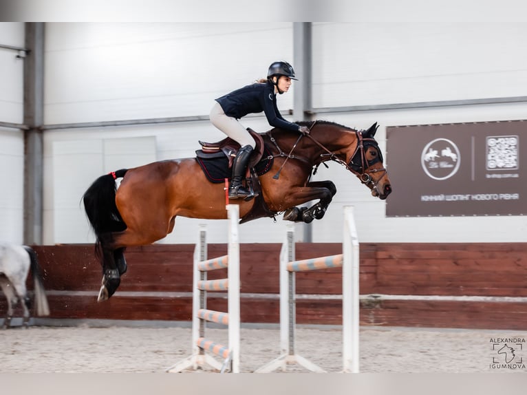 Belgisches Warmblut Stute 10 Jahre 164 cm Rotbrauner in Brovary